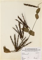 藏品(山珠豆)的圖片
